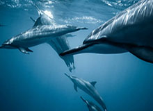 开云-【欧洲杯】莱万2中楣+2球追平 瑞典绝杀波兰夺头名